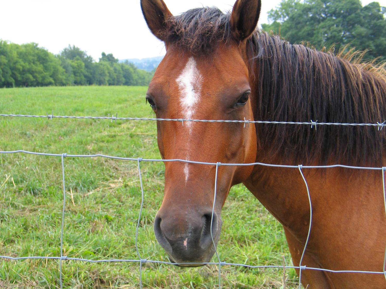 Quarter Horse Mare - Experienced Trail Horse - Image 1