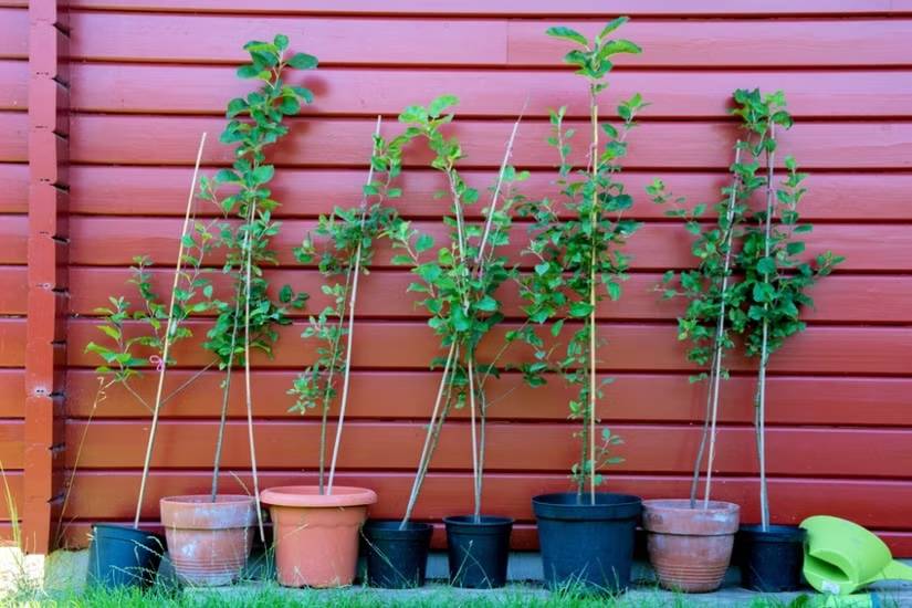 Apple Tree Saplings - Colorado Hardy Varieties - Image 1
