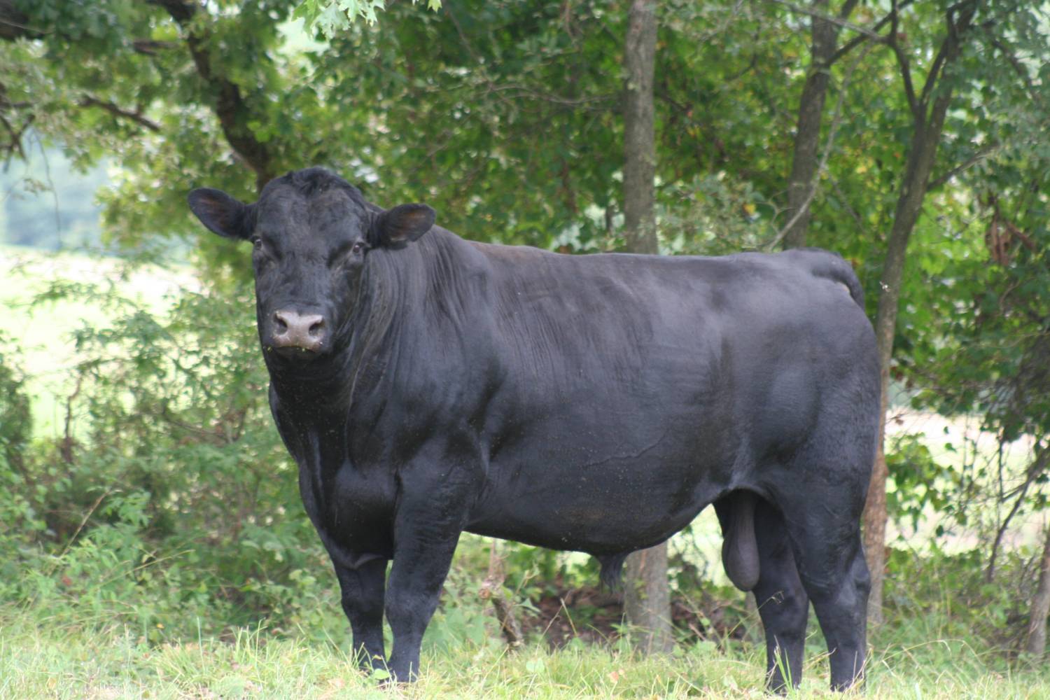 Registered Black Angus Bull - Proven Genetics - Image 1