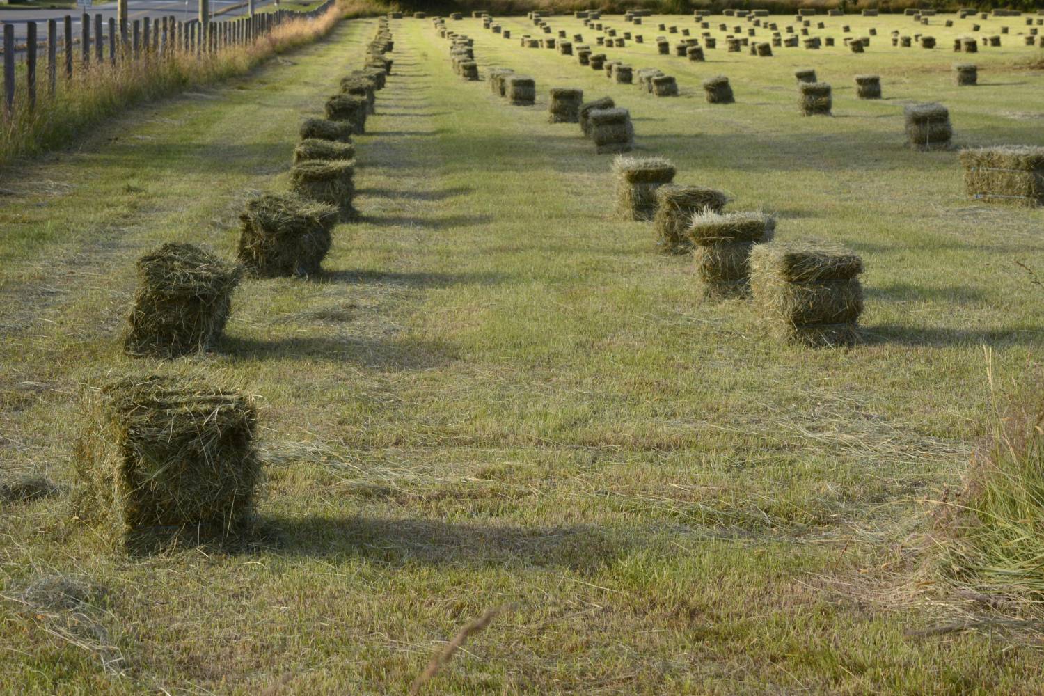 Custom Hay Baling - Small Squares - Image 1