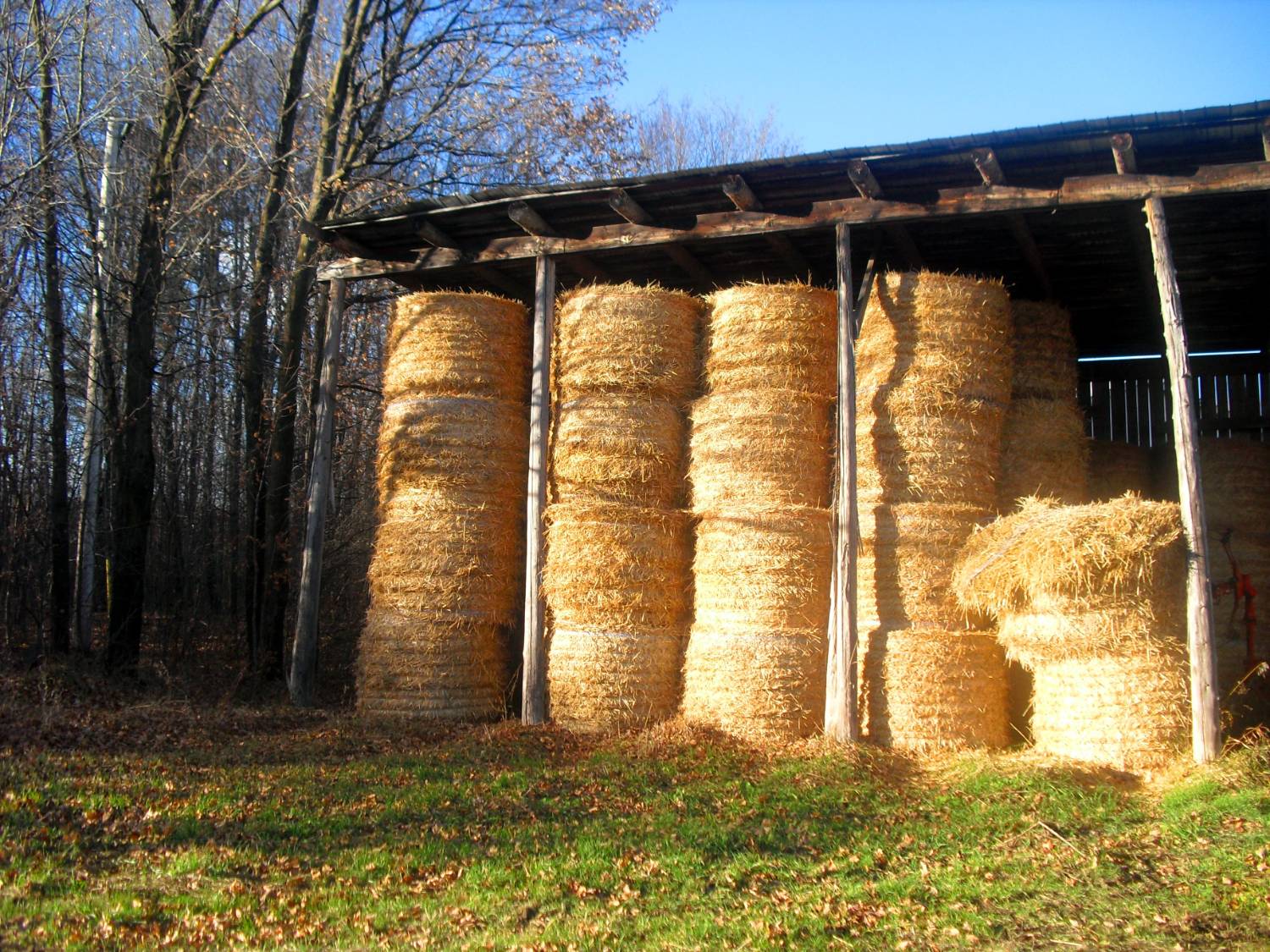 Orchard Grass Mix Hay - Horse Quality - Image 1