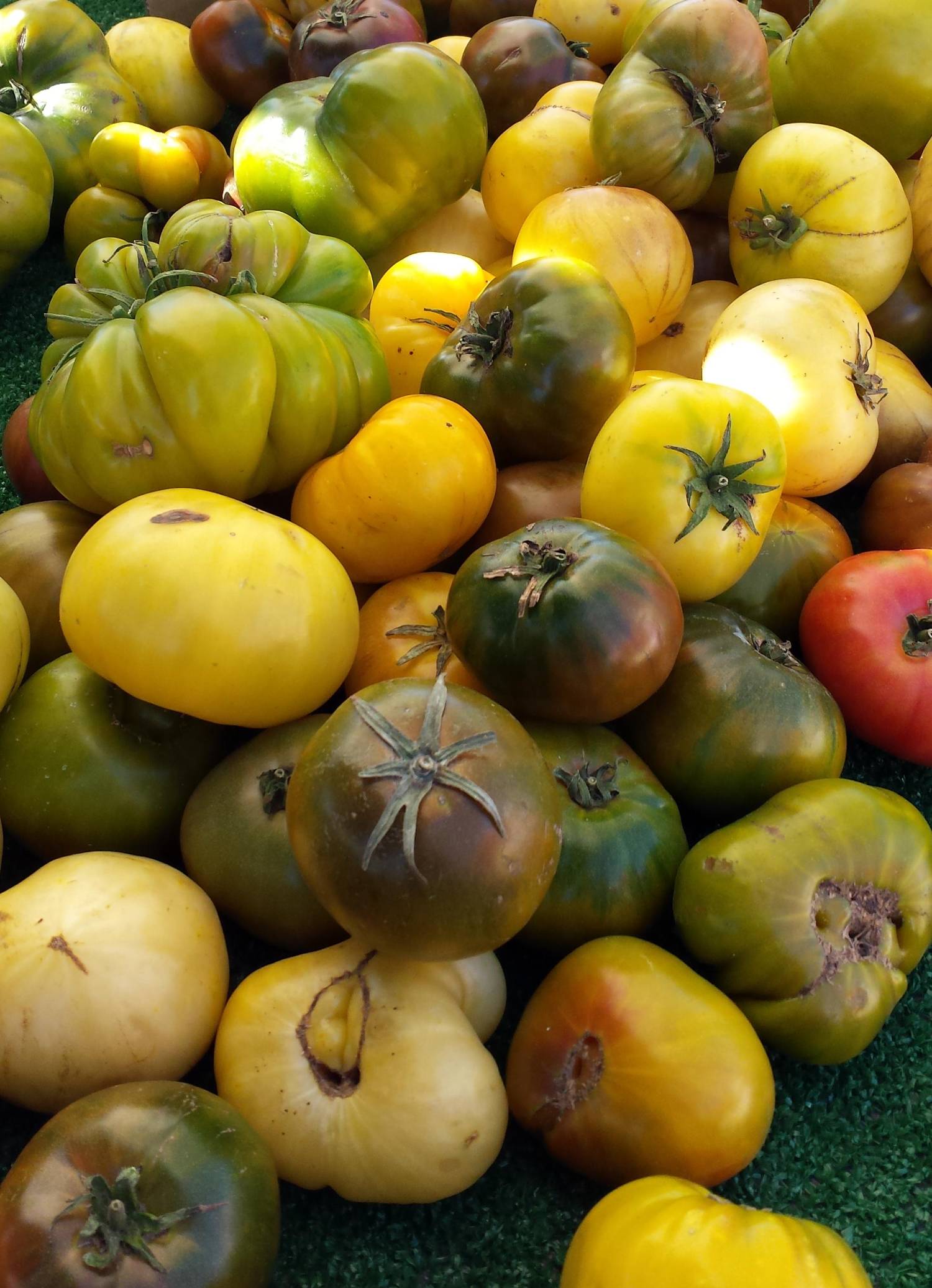 Certified Organic Heirloom Tomatoes - Mixed Varieties - Image 1