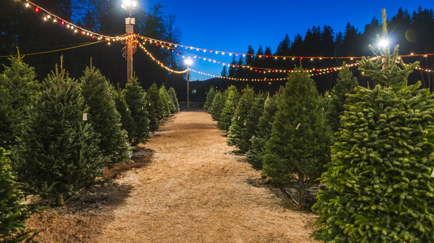 Mountain Pine Christmas Tree Farm - Choose & Cut - Image 1