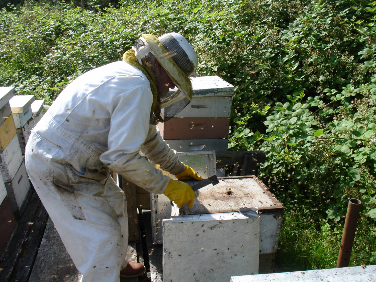 Beekeeping 101 Workshop - Hands-On Learning - Image 1