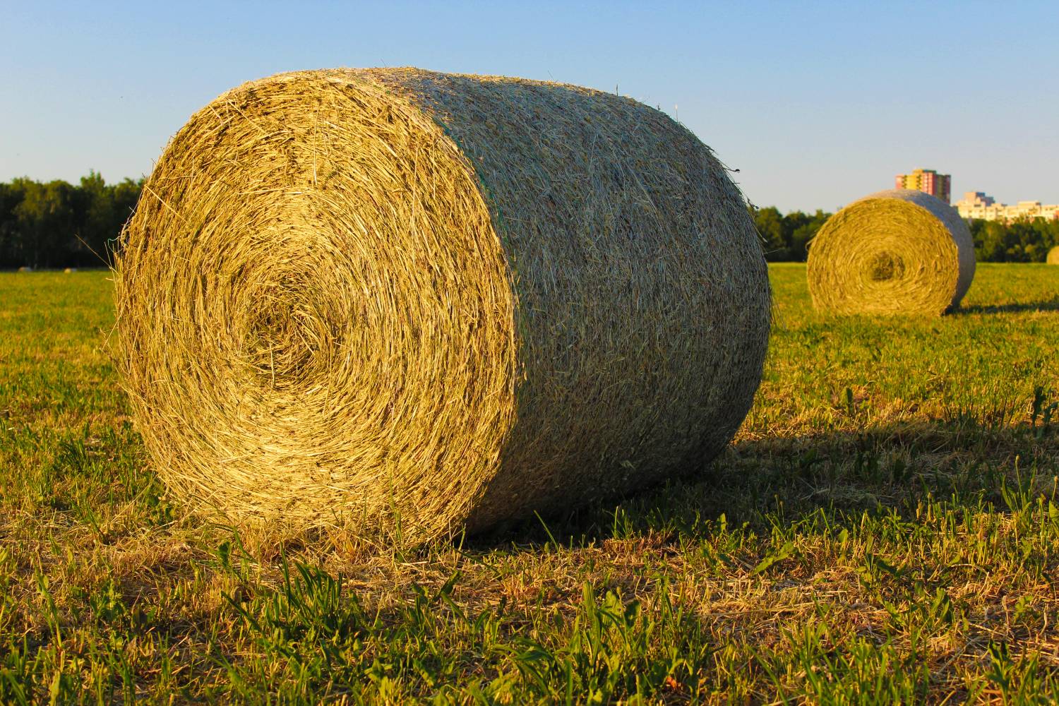 Horse Quality Timothy Hay - Large Round Bales - Image 1